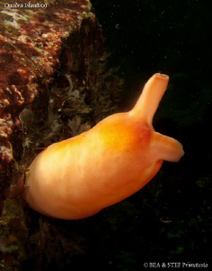 Pacific sea peach. Quadra Island, BC. Canon G10, Inon D2000. by Bea & Stef Primatesta 
